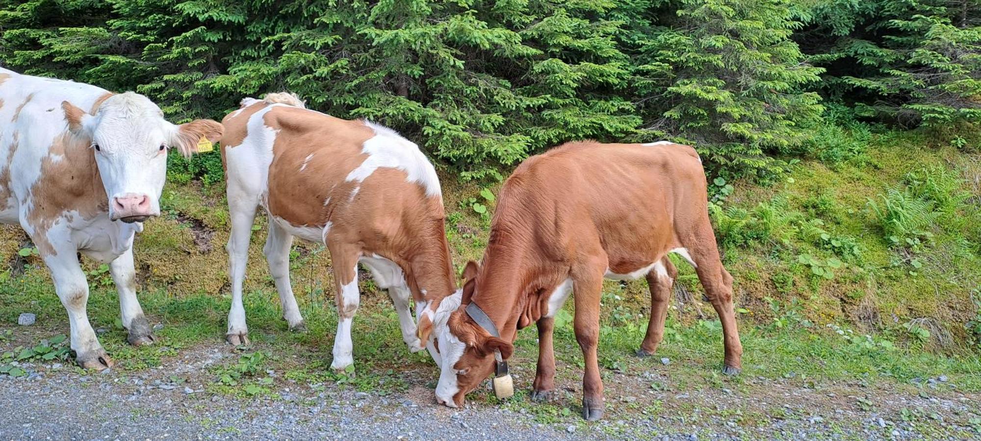Ferienwohnung Hartlgut Bad Hofgastein Eksteriør bilde